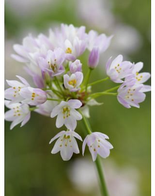 Allium Roseum Bulbs