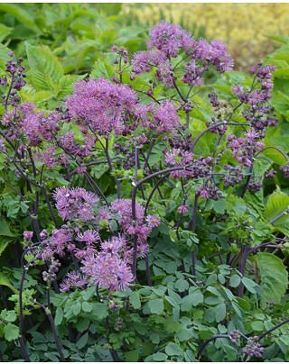 Thalictrum My Little Favourite ®