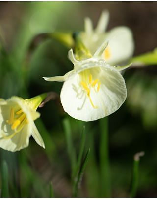 Narcissus Arctic Bells 6/7 cm Bulbs