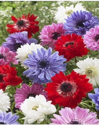 Anemone Coronaria St Brigid Bulbs