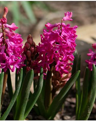 Hyacinth Jan Bos