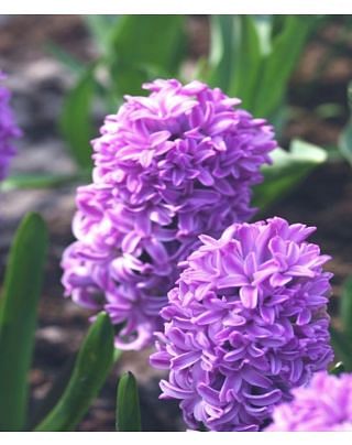 Hyacinth Purple Star Bulbs
