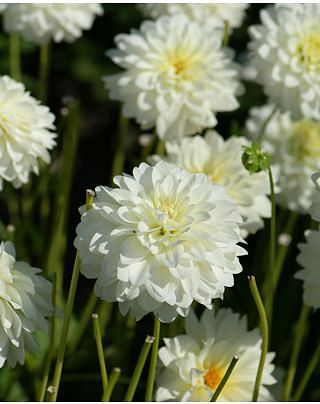 Dahlia Karma Serena ® Bulbs