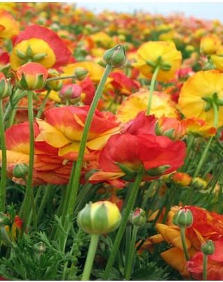 Ranunculus Aviv Picotee Orange Bulbs