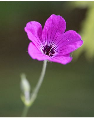 Geranium Red Admiral
