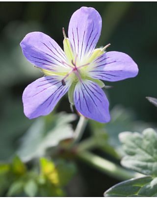 Geranium Fay Anna