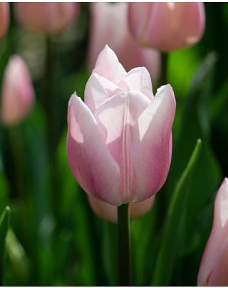 Tulip Gabriella Bulbs