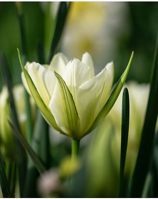 Tulip Exotic Emperor (White Valley)  Bulb
