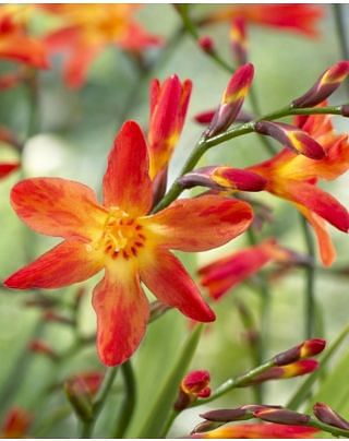 Crocosmia Carmine Brilliant Bulbs