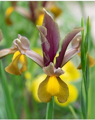Dutch Iris Autumn Princess