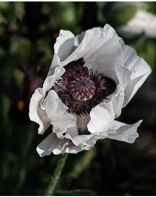 Papaver (Poppy) Perry's White