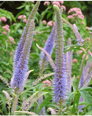 Veronicastrum Fascination