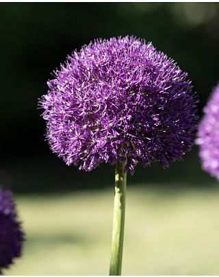 Allium Gladiator Sensation Bulbs