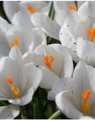 Crocus Jeanne D'Arc