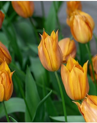 Tulip Request Bulbs