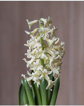 Prepared Hyacinth City of Haarlem