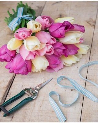 Light and Dreamy Tulip Collection