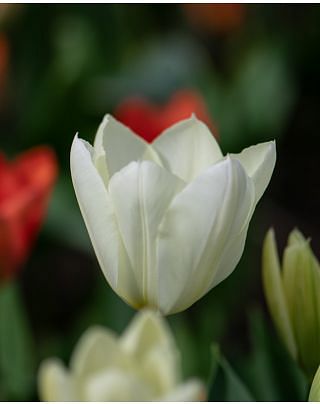 Tulip Purissima (White Emperor)