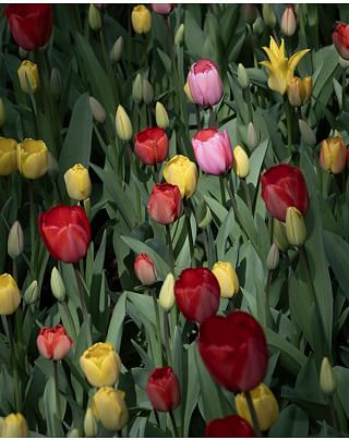 Tulip Darwin Hybrid Mixture