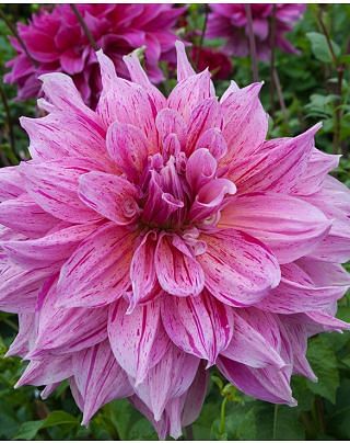 Dahlia Maki