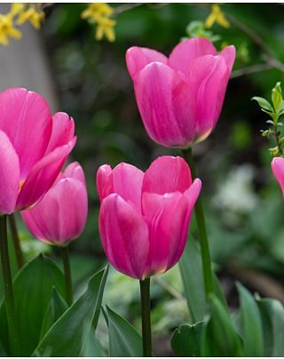 Tulip Big Love