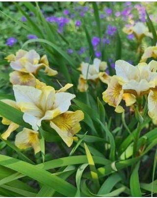 Iris Siberica Ginger Twist ®