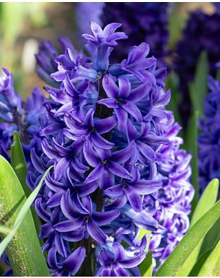 Hyacinth Blue Jacket Bulbs