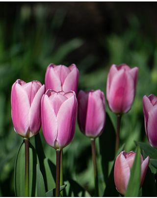 Tulip Algarve