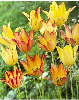 Tulip mauritsiana Cindy