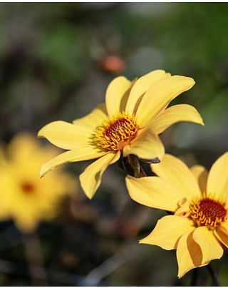Dahlia Bishop of York ® Bulbs