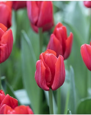 Tulip Ile de France