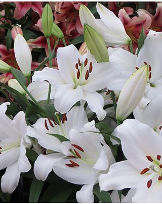 Lilium Monte Bianco 