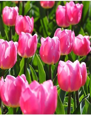Tulip Christmas Dream