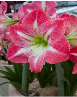Amaryllis Exposure