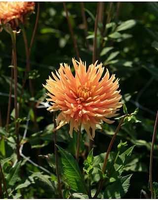 Dahlia Ludwig Helfert Bulbs