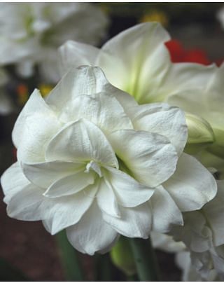  amaryllis-(hippeastrum)Marilyn