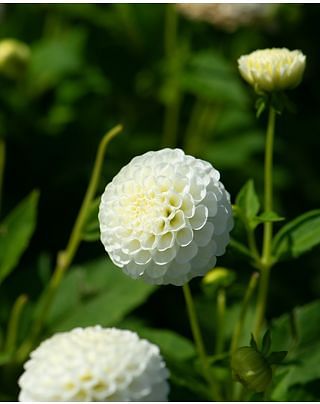 Dahlia Snowflake