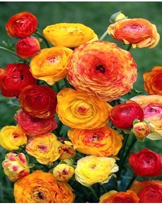 Ranunculus Aviv Picotee Orange Bulbs