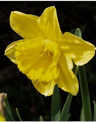 Narcissus Carlton Bulbs