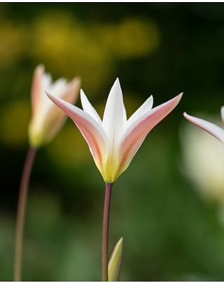 Tulip Clusiana Stellata Bulbs