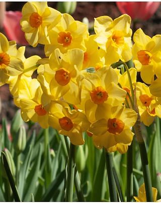 Narcissus Falconet Bulbs