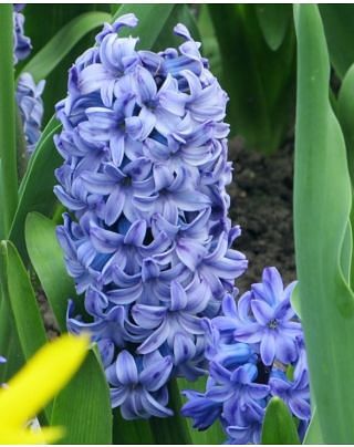 Hyacinth Delft Blue
