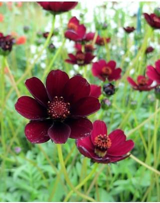 Cosmos Atrosanguineus