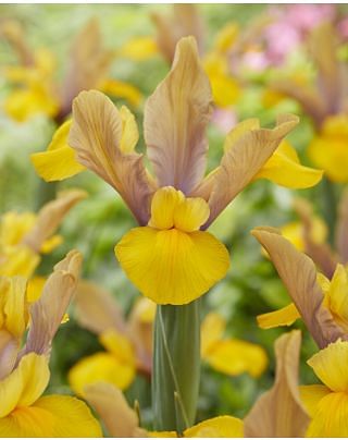 Dutch Iris Bronze Perfection