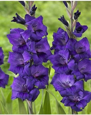 Gladiolus Purple Flora Bulbs