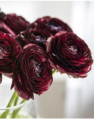 Ranunculus amandine Noir