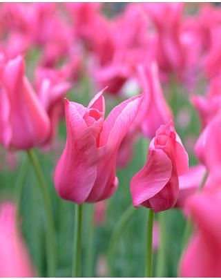 Tulip Mariette