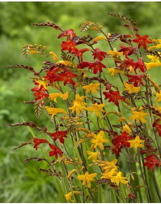 Crocosmia Mixture Large Flowering