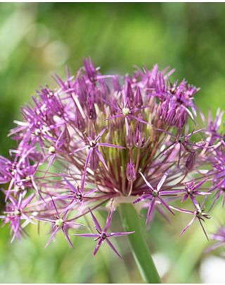 Allium Christophii (Albopilosum)