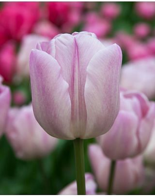 Tulip Debu Pink Bulbs
